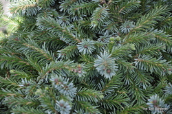 Picea omorika 'Pimoko' — photo 3