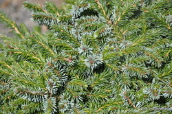 Picea omorika 'Pimoko' — photo 4