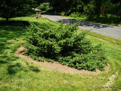 Picea omorika Expansa — photo 2