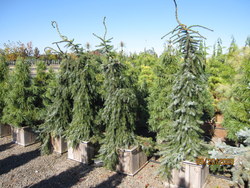 Picea omorika 'Pendula Bruns' — photo 3