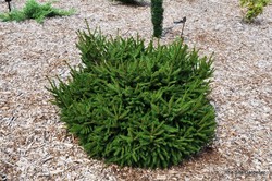 Picea orientalis 'Gowdy' — photo 2