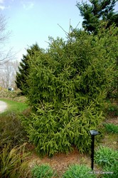 Picea orientalis 'Gowdy' — photo 3
