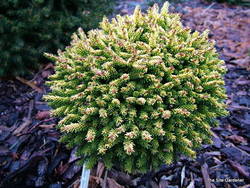 Picea orientalis 'Shadow's Broom' — photo 1