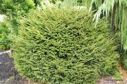 Picea orientalis 'Shadow's Broom' — photo 2