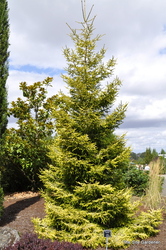 Picea orientalis Skylands — photo 2