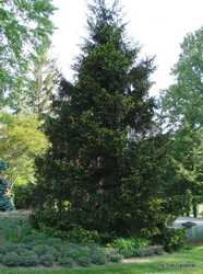 Picea orientalis 'Aureospicata' — photo 2