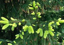 Picea orientalis 'Aureospicata' — photo 3