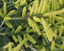 Picea orientalis 'Aureospicata' — photo 4