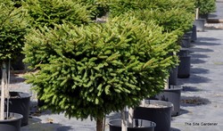 Picea orientalis Bergmans Gem — photo 3
