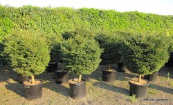 Picea orientalis Bergmans Gem — photo 4