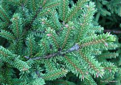 Picea orientalis Nigra Compacta — photo 2