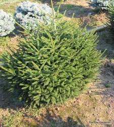 Picea orientalis Nigra Compacta — photo 3