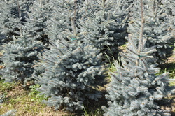 Picea pungens 'Baby Blue Eyes' — photo 2