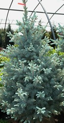 Picea pungens 'Baby Blue Eyes' — photo 3