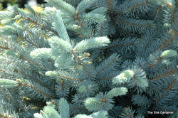 Picea pungens 'Baby Blue Eyes' — photo 4