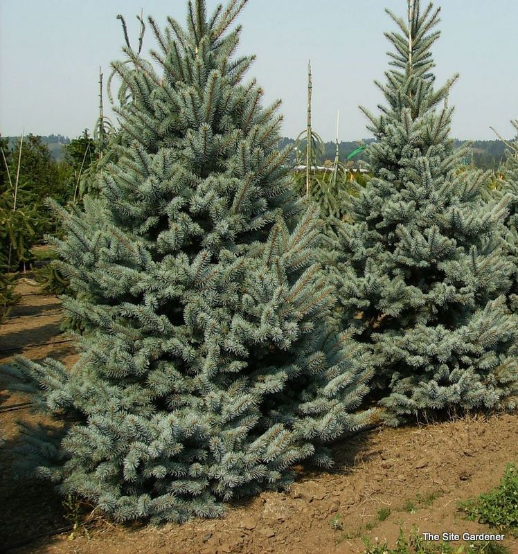 Picea pungens 'Bakeri'