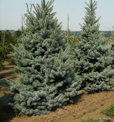 Picea pungens 'Bakeri' — photo 1