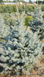 Picea pungens 'Bakeri' — photo 2