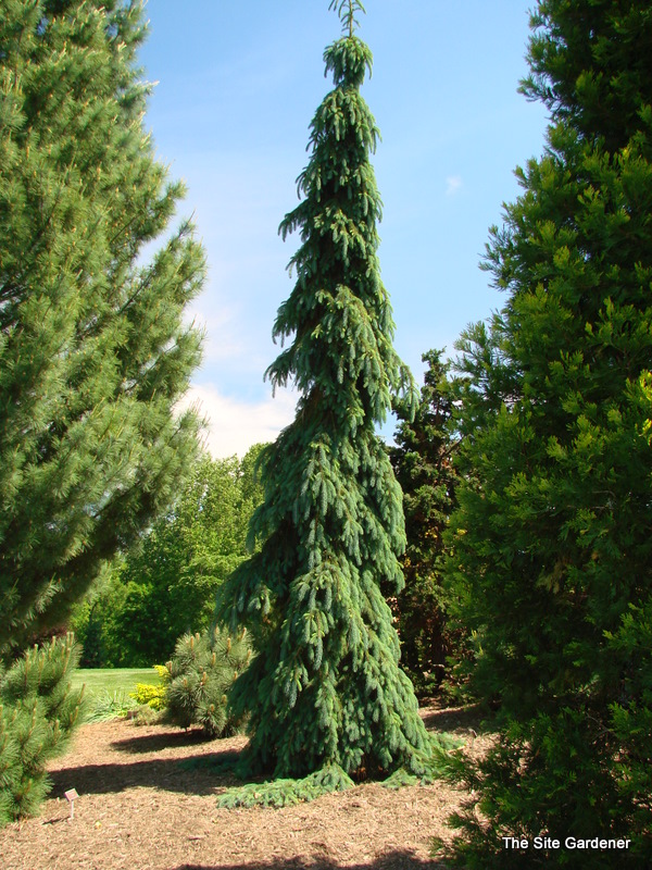 Picea glauca 'Pendula'