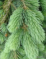 Picea glauca 'Pendula' — photo 2
