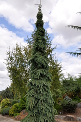 Picea glauca 'Pendula' — photo 3