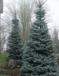 Picea pungens 'Bizon Blue' — photo 3