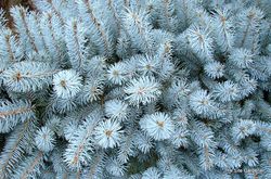 Picea pungens 'Bizon Blue' — photo 4