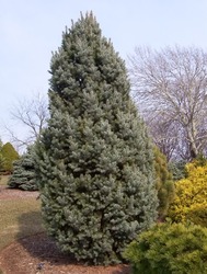 Picea pungens 'Blue Totem' — photo 2