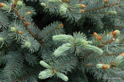 Picea pungens 'Fat Albert' — photo 3