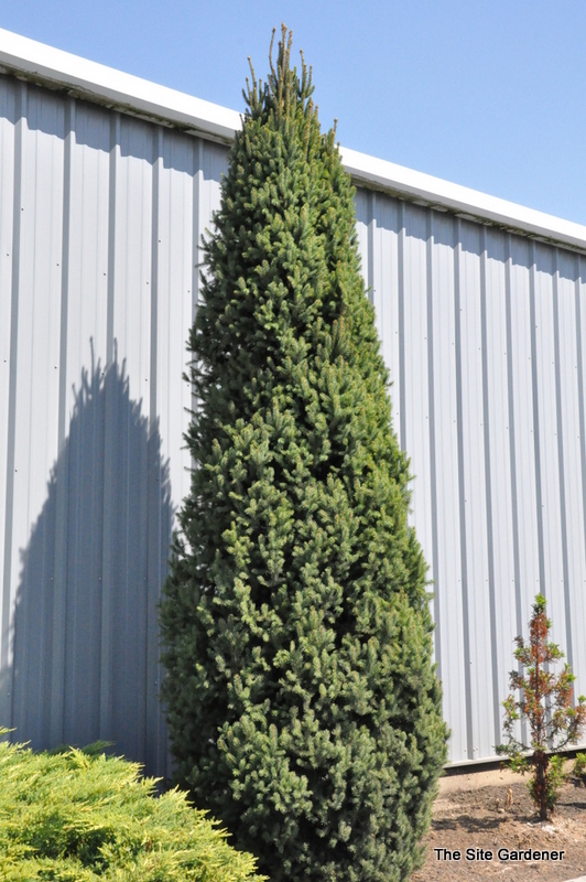 Picea pungens 'Fastigiata'