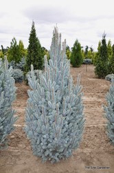 Picea pungens 'Fastigiata' — photo 2