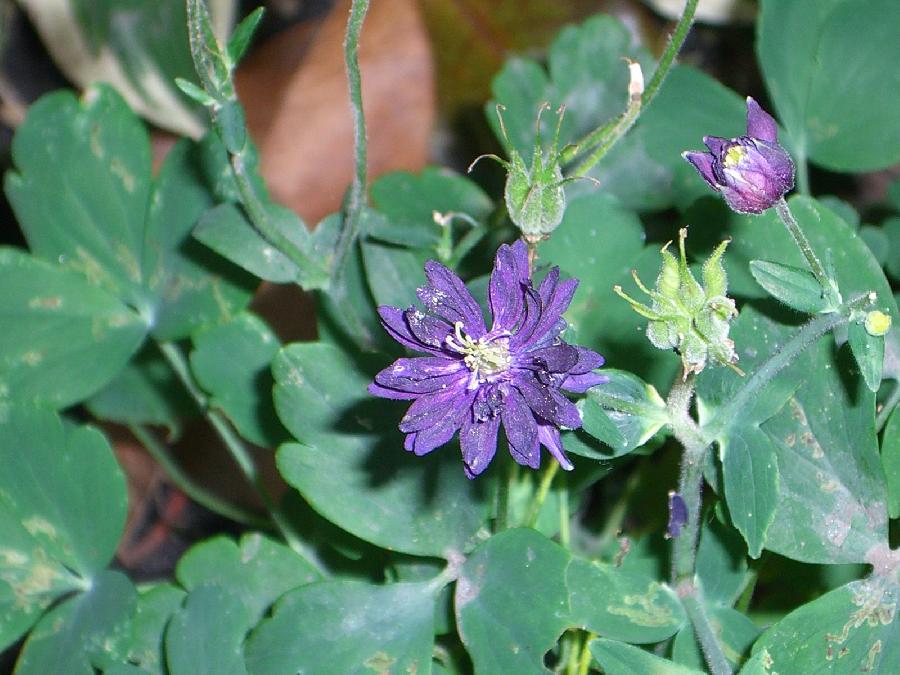Aquilegia Clementine Purple — photo 1