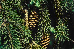 Picea glauca 'Densata' — photo 3