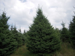 Picea glauca 'Densata' — photo 4