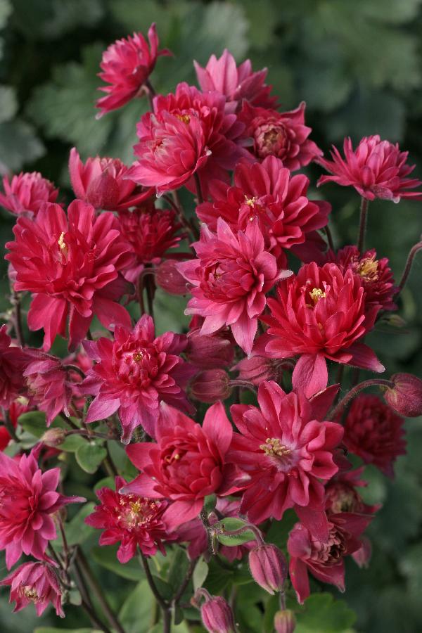 Aquilegia Clementine Red — photo 1