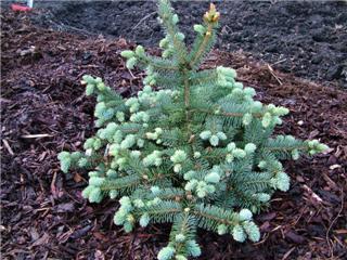 Picea pungens 'Shilo-weeping'
