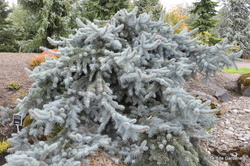 Picea pungens 'Glauca Prostrata' — photo 3