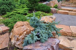 Picea pungens 'Glauca Prostrata' — photo 4