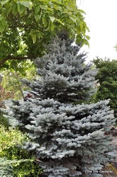 Picea pungens 'Montgomery' — photo 4