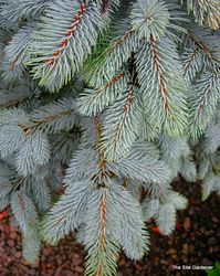 Picea pungens 'Hoopsii' — photo 3
