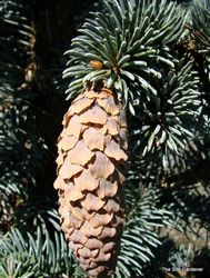 Picea pungens 'Hoopsii' — photo 4