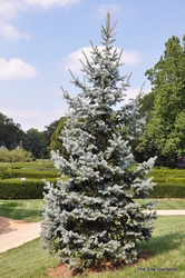Picea pungens 'Hoopsii' — photo 5