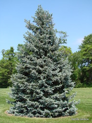 Picea pungens 'Hoopsii' — photo 6