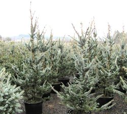 Picea pungens 'Foxtail' — photo 2