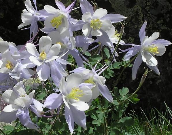 Aquilegia Dove — photo 1