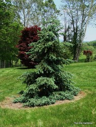 Picea pungens Kosteri — photo 3