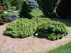 Picea pungens 'Cesarini' — photo 2