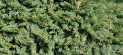 Picea pungens 'Cesarini' — photo 3