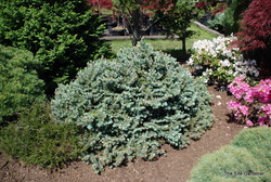 Picea pungens St. Marys Broom — photo 3