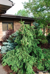 Picea purpurea — photo 3